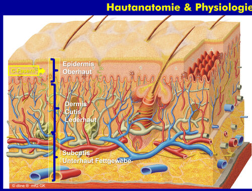 Hautanatomie eigene