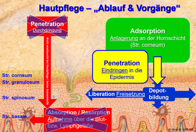 Hautpflege einmassieren Ziele eigen